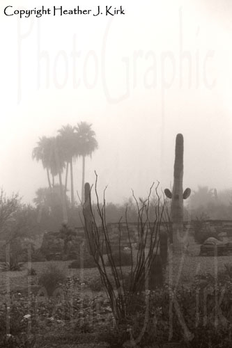 Cactus Fog